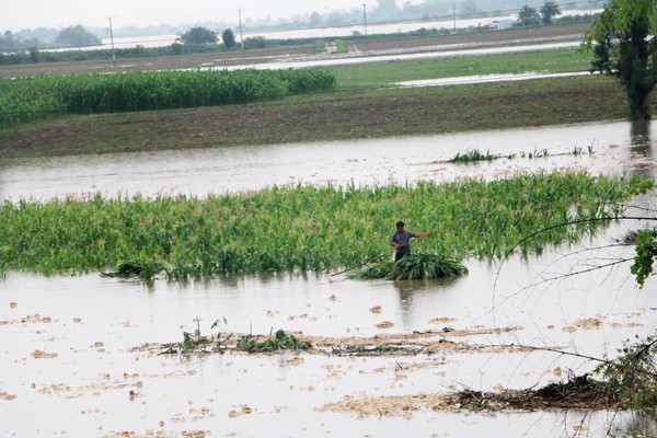 Heavy rains have flooded thousands of hectares of vegetable crops in the Central Highlands. The photo shows a field in Gia Lai province (Photo: SGGP) Heavy rains have flooded thousands of hectares of vegetable crops in the Central Highlands. The photo shows a field in Gia Lai province (Photo: SGGP)